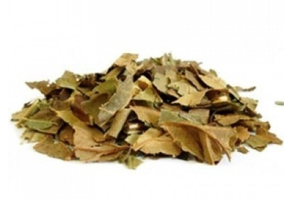 Abacateiro Folhas e talos (Persea americana) - 40gr Akashia - Imagem 3