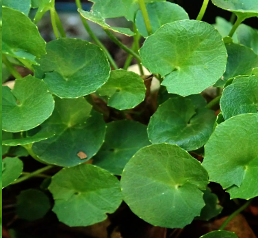 Centella Asiática (Centella asiatica L. ) - 40 g Akashia - Imagem 3