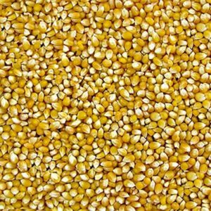 Milho de Pipoca (Granel 100g)