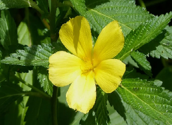 Erva Damiana (Turnera Diffusa) 40gr - Akashia Flora - Imagem 4